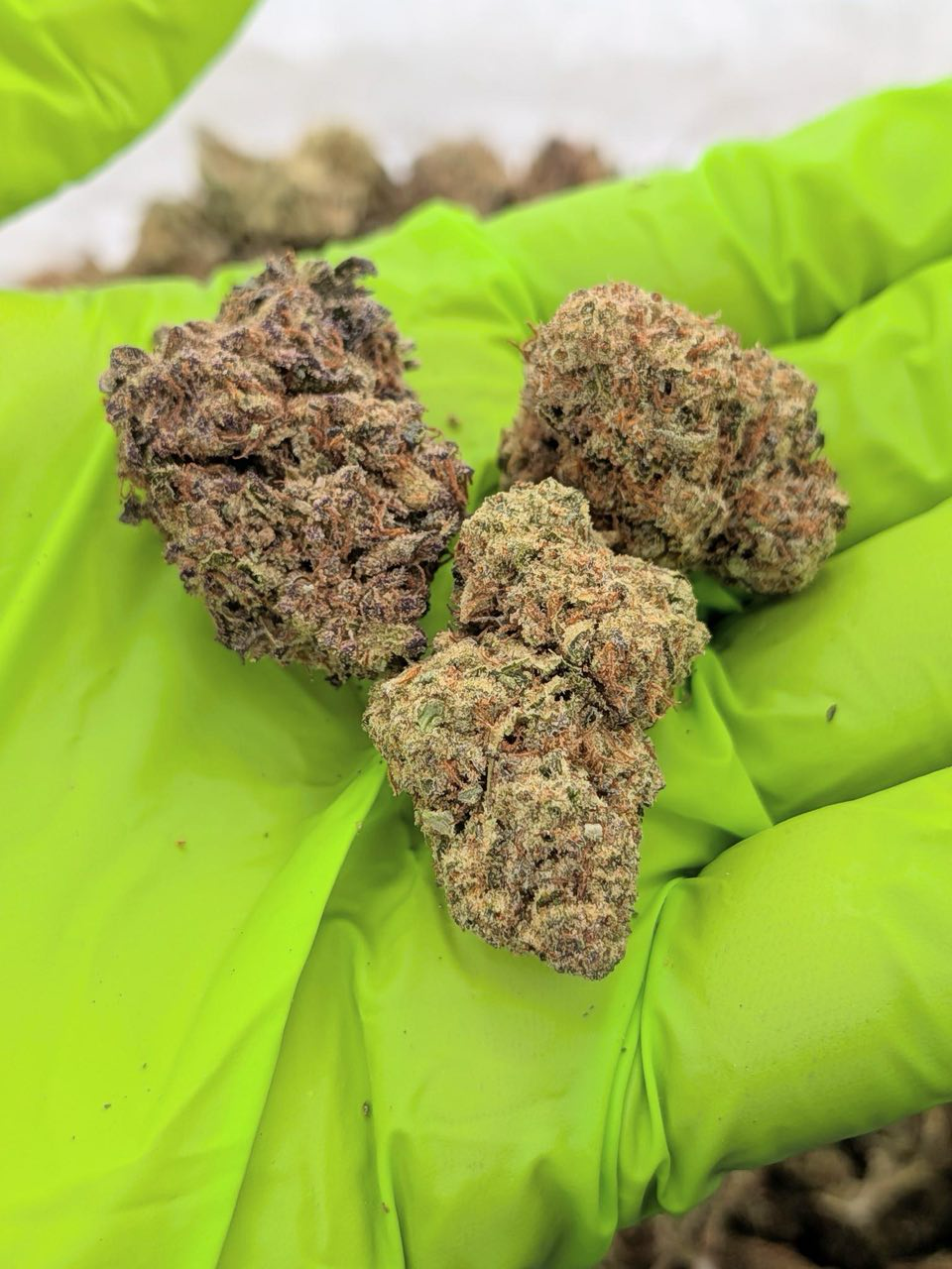 Strawberry Jam strain